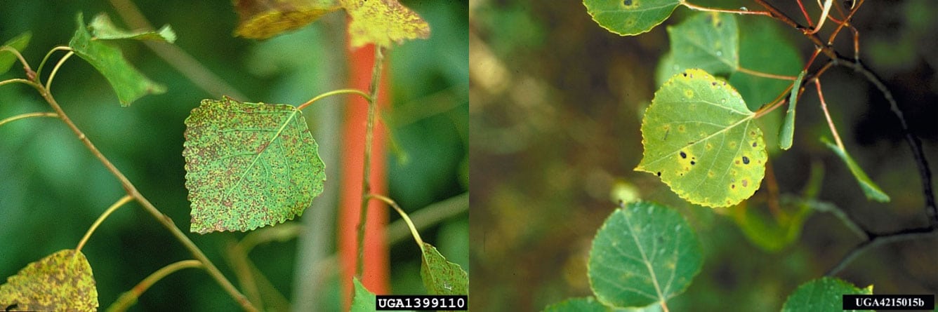 Aspen Leaf Diagnose Disease | The 5 Most Common Aspen Tree Diseases ...