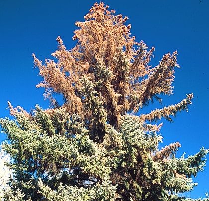 Pine tree effected by Ips Beetles