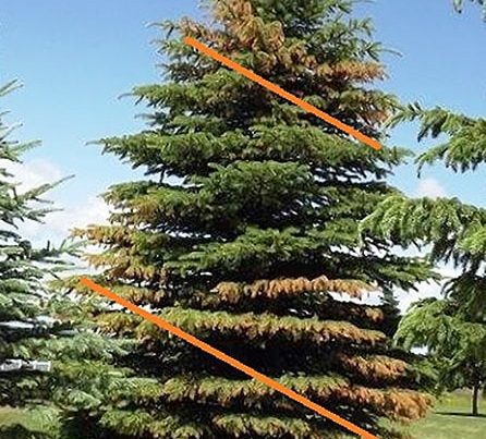 Salt Damage Disease in Juniper Tree