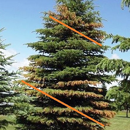 Salt Damage Disease in Juniper Tree