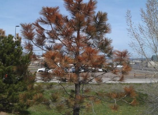 Winter Desiccation in Conifers tree