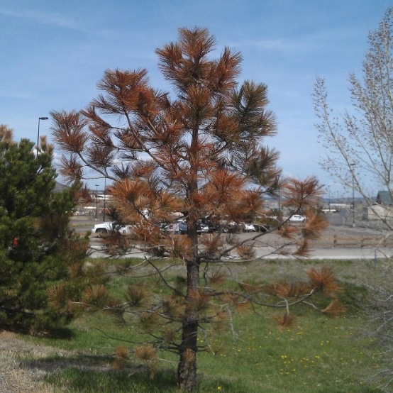 Winter Desiccation in Conifers tree