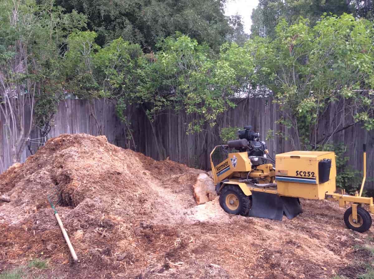 Tree removal olympia cost