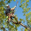 Arborist climbing cottonwood tree with ropes and harness