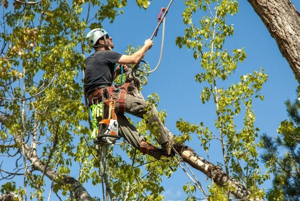 Arborist climbing cottonwood tree with ropes and harness
