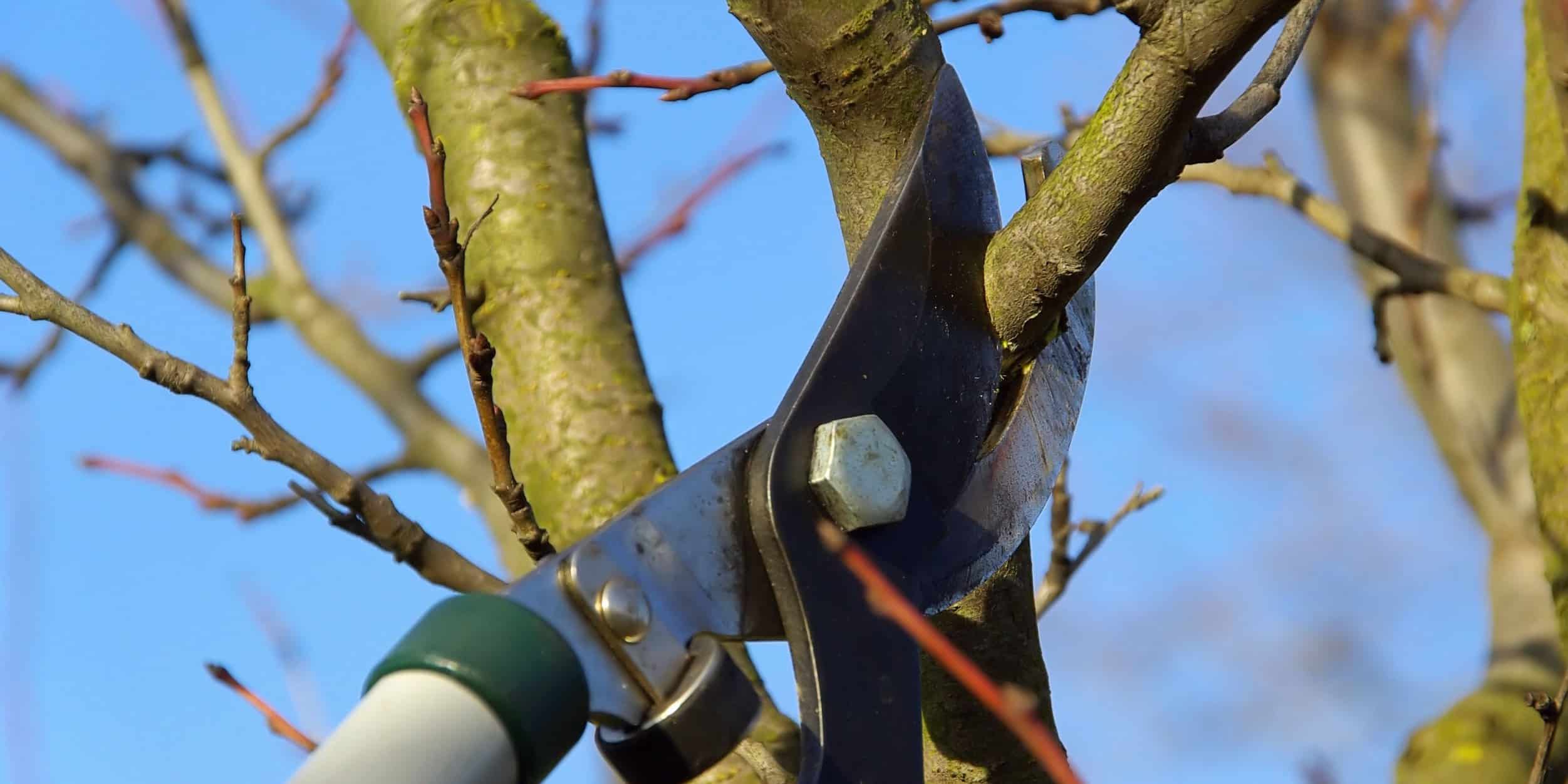 Loppers cutting through a tree branch