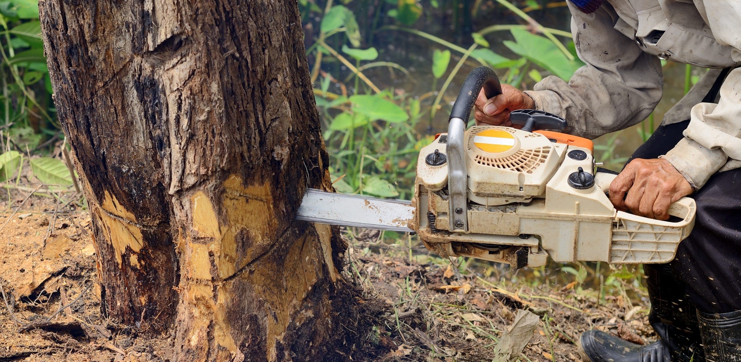 Worker cutting a tree down with a chainsaw
