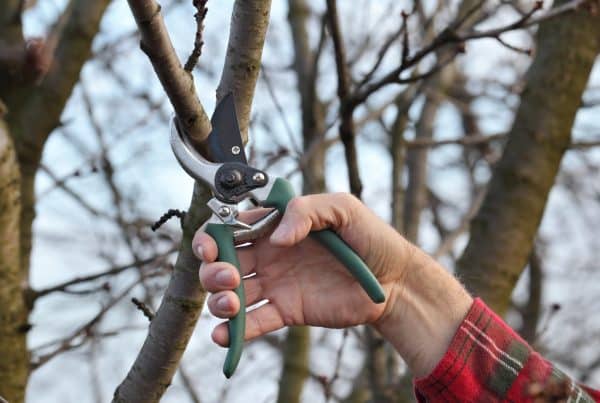 Worker trimming a tree with hand sheers