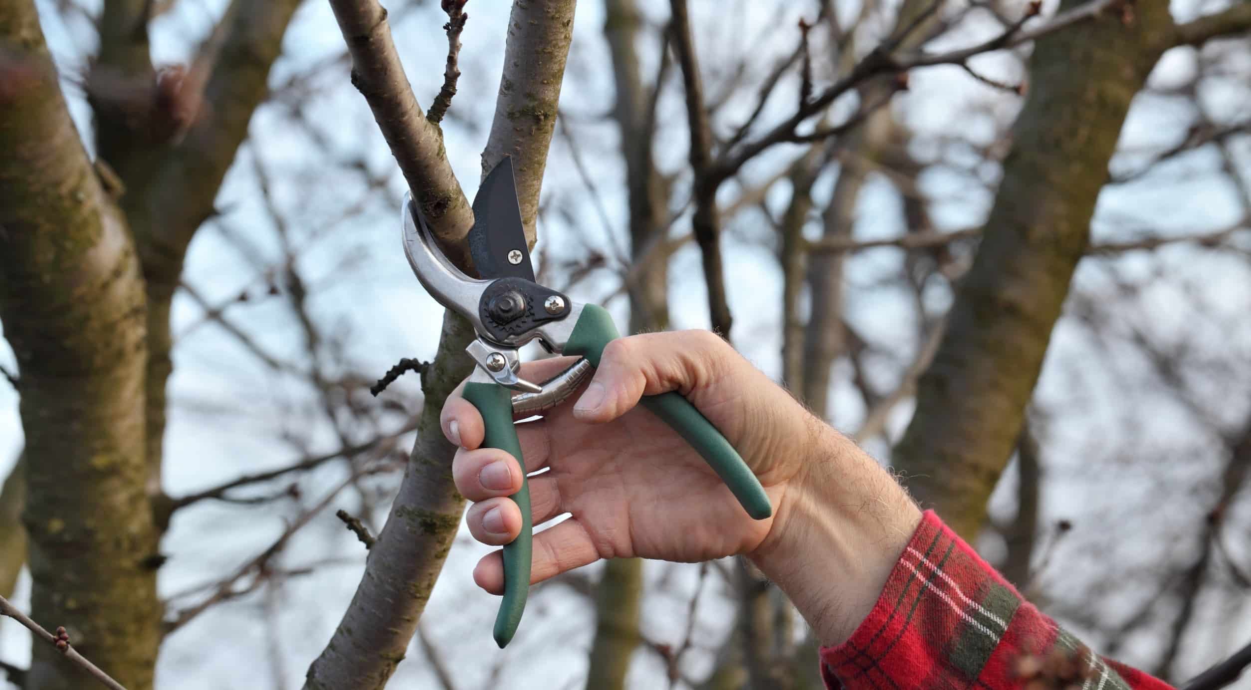 Worker trimming a tree with hand sheers