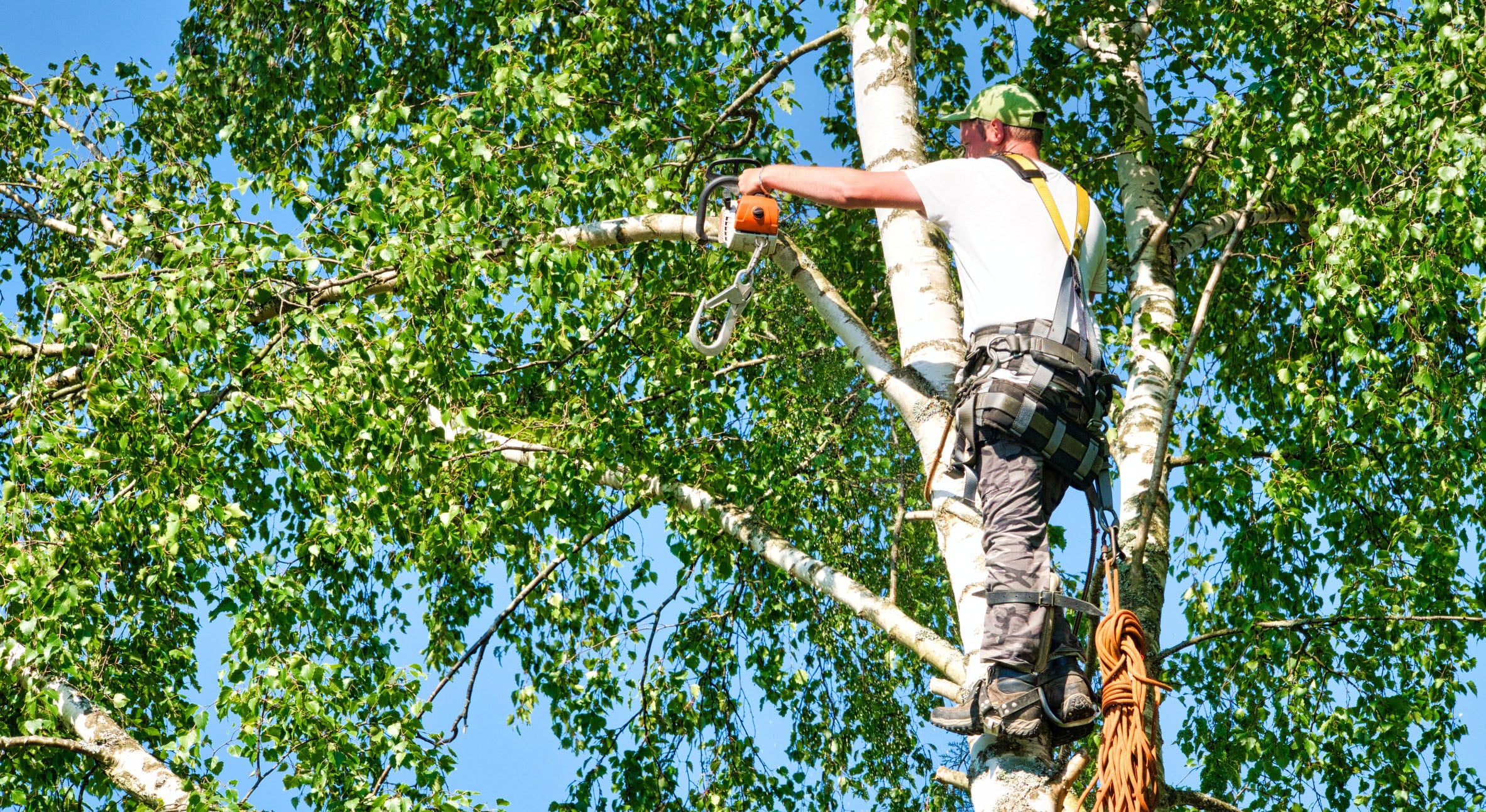 Tree care specialist trimming high up in a birch tree