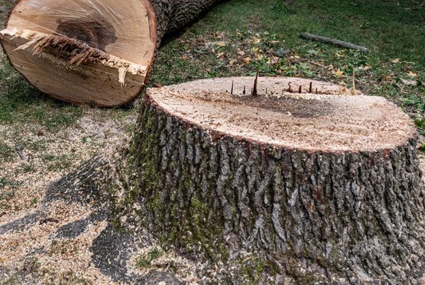 Felled Tree Trunk and Large Stump