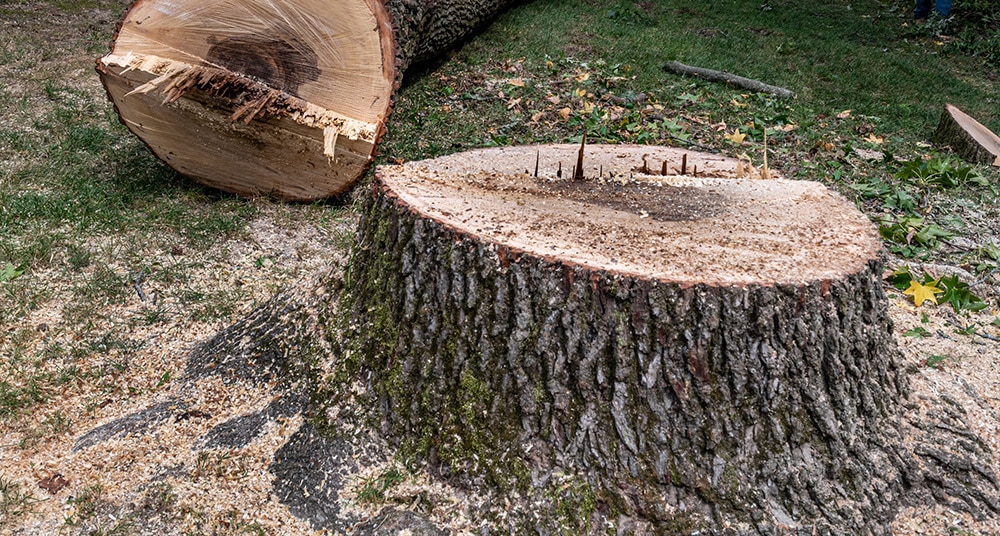 Felled Tree Trunk and Large Stump