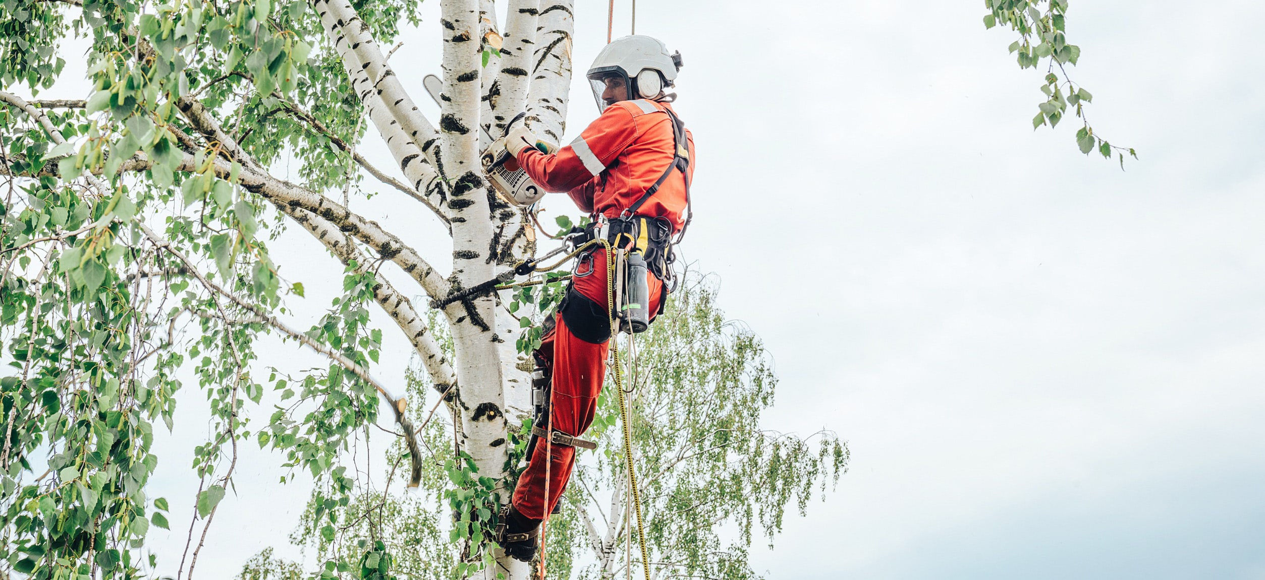 Arborist cuts branches on a tree with a chainsaw, secured with safety ropes