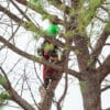 Tree Service Specialist up in a Tree Trimming