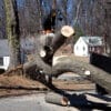 Tree service worker removing a fallen tree