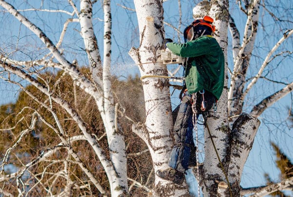 Man in protective gear cutting a tree with a chainsaw