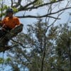 Tree service worker in safety gear up in a tree trimming