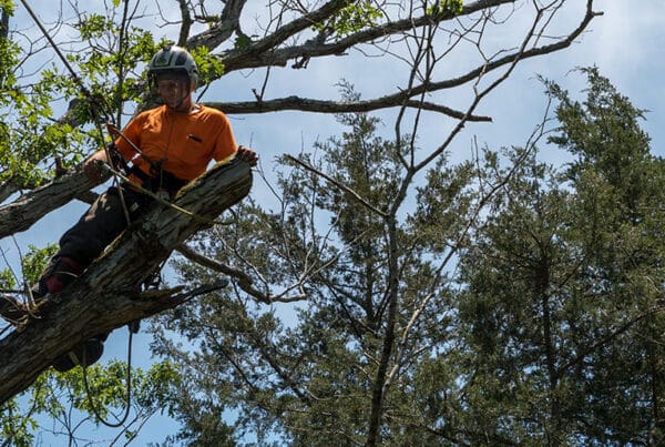 Tree service worker in safety gear up in a tree trimming