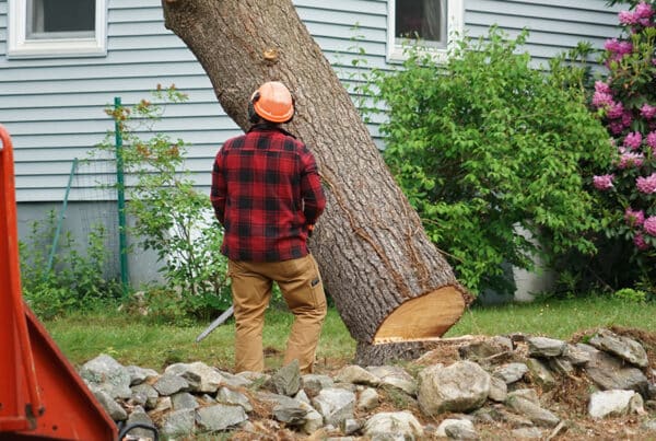 Worker removing tree from backyard of a home