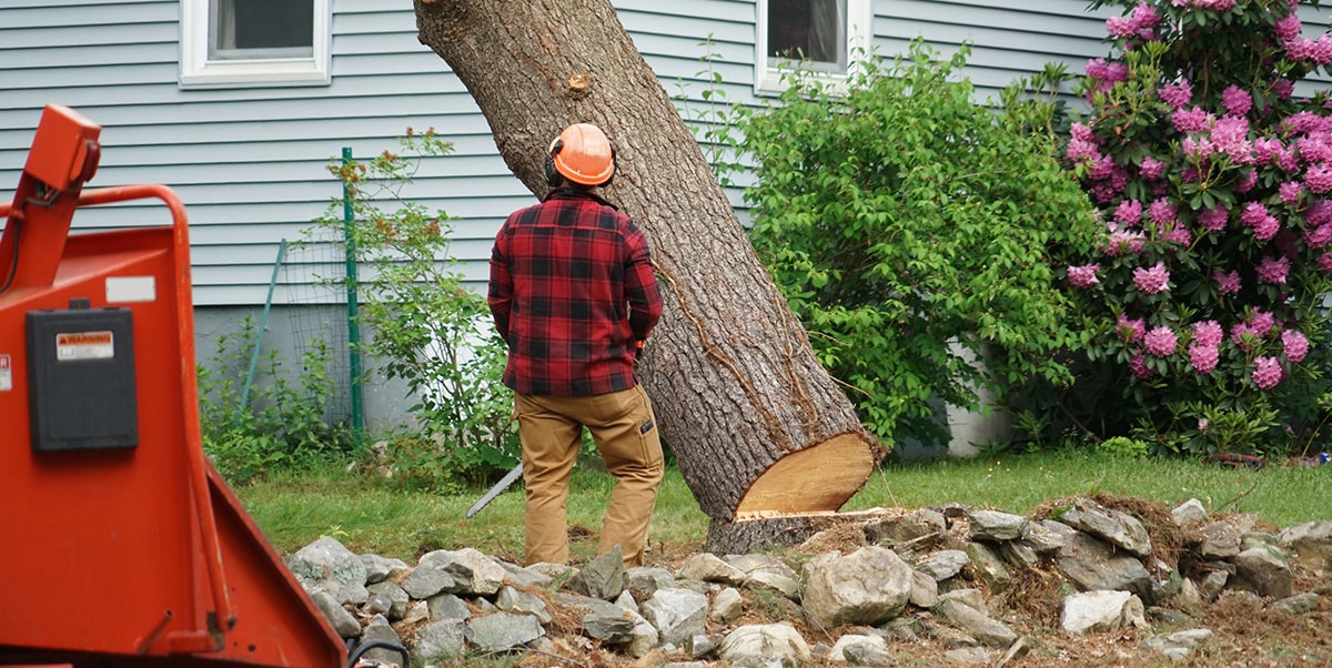 Worker removing tree from backyard of a home