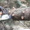Tree service specialist cutting felled tree with a chainsaw