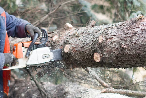 Tree service specialist cutting felled tree with a chainsaw