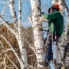 Tree service worker in a tree making cuts with a chainsaw