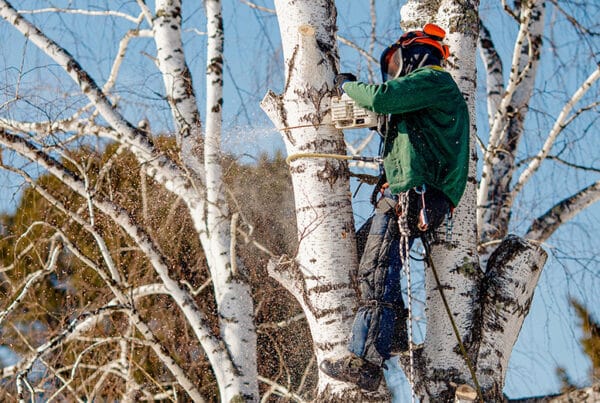 Tree service worker in a tree making cuts with a chainsaw