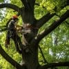 Arborist in harness and safety gear in a large tree pruning limbs