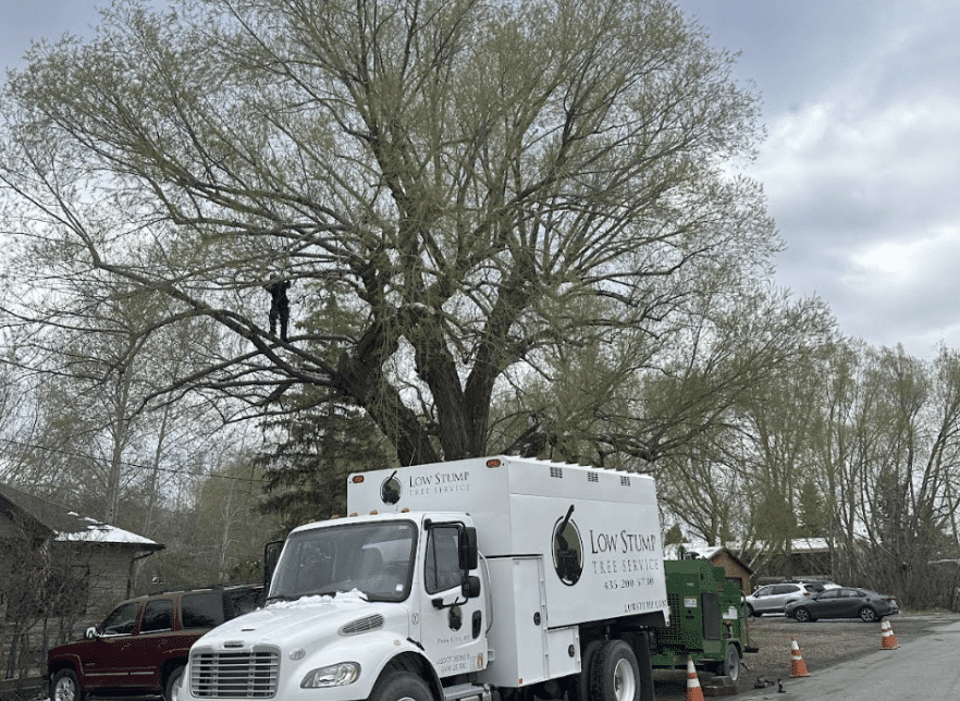 Low Stump truck working on tree trimming